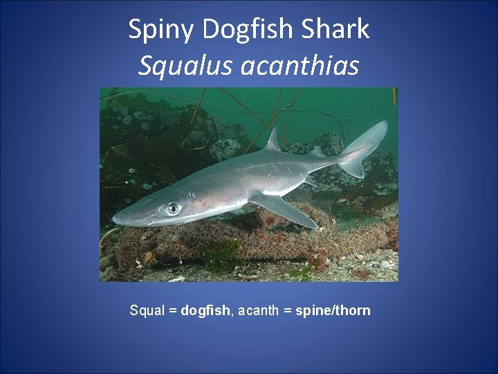 Spiny Dogfish Shark Squalus acanthias Squal = dogfish, acanth = spine/thorn 