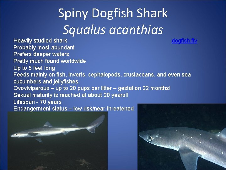 Spiny Dogfish Shark Squalus acanthias Heavily studied shark dogfish. flv Probably most abundant Prefers