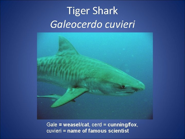 Tiger Shark Galeocerdo cuvieri Gale = weasel/cat, cerd = cunning/fox, cuvieri = name of