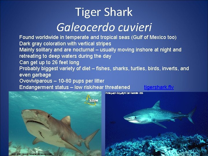 Tiger Shark Galeocerdo cuvieri Found worldwide in temperate and tropical seas (Gulf of Mexico