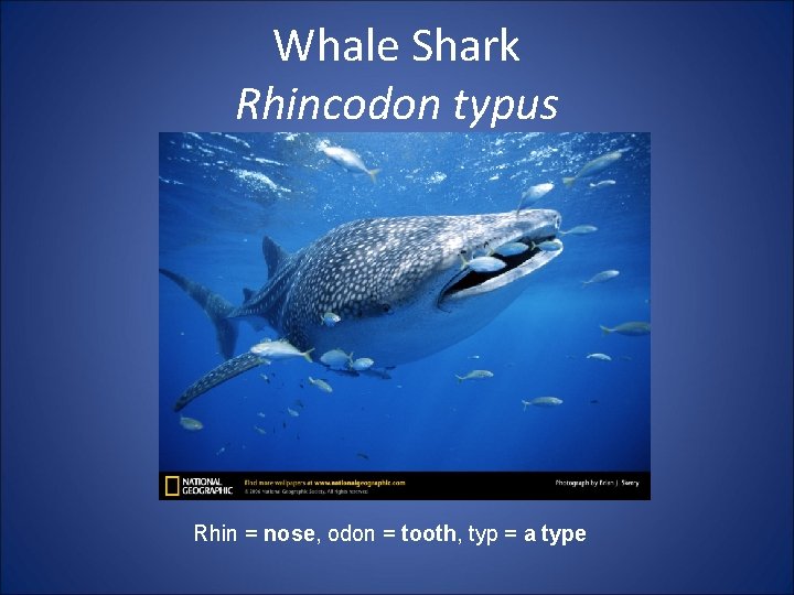 Whale Shark Rhincodon typus Rhin = nose, odon = tooth, typ = a type