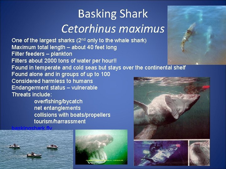 Basking Shark Cetorhinus maximus One of the largest sharks (2 nd only to the
