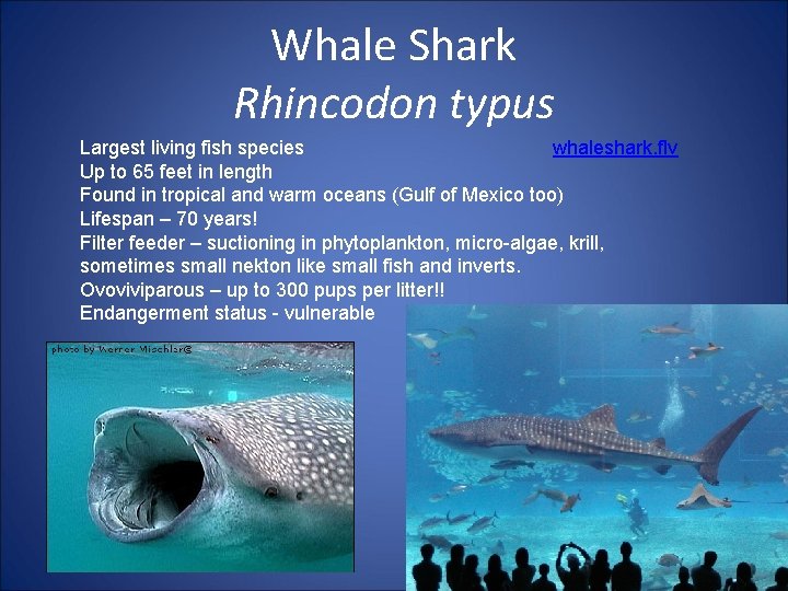 Whale Shark Rhincodon typus Largest living fish species whaleshark. flv Up to 65 feet
