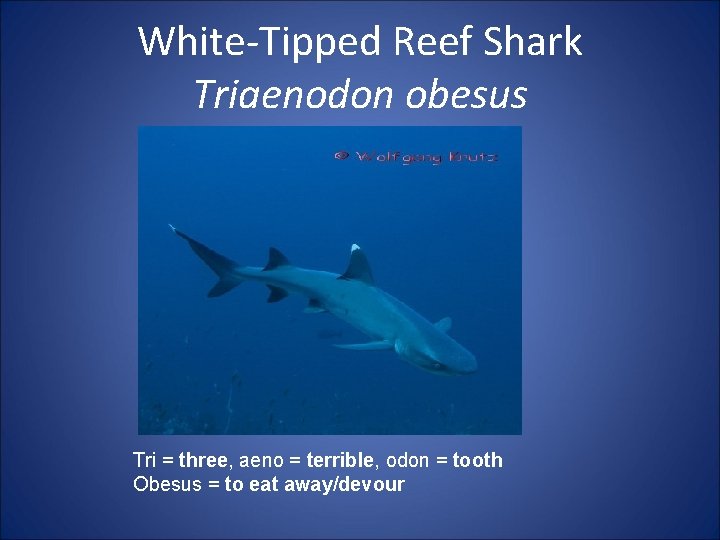 White-Tipped Reef Shark Triaenodon obesus Tri = three, aeno = terrible, odon = tooth