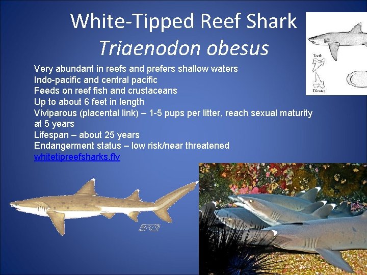 White-Tipped Reef Shark Triaenodon obesus Very abundant in reefs and prefers shallow waters Indo-pacific