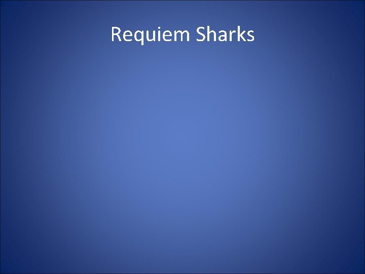 Requiem Sharks 