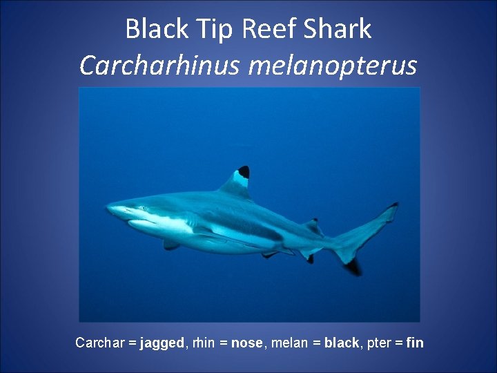 Black Tip Reef Shark Carcharhinus melanopterus Carchar = jagged, rhin = nose, melan =