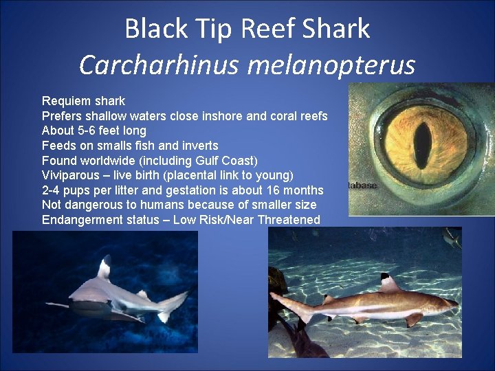 Black Tip Reef Shark Carcharhinus melanopterus Requiem shark Prefers shallow waters close inshore and