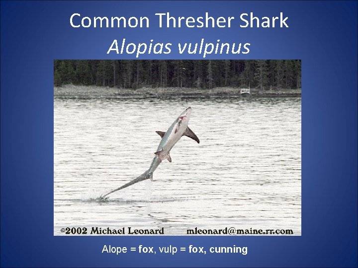 Common Thresher Shark Alopias vulpinus Alope = fox, vulp = fox, cunning 