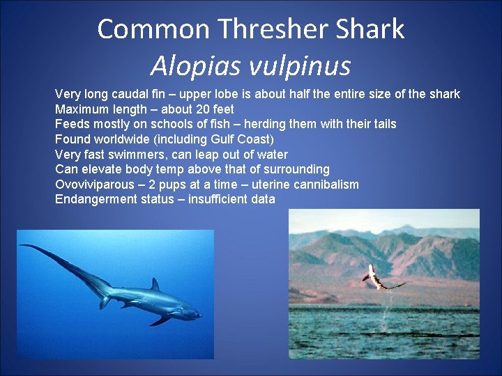 Common Thresher Shark Alopias vulpinus Very long caudal fin – upper lobe is about