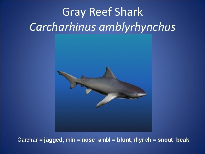 Gray Reef Shark Carcharhinus amblyrhynchus Carchar = jagged, rhin = nose, ambl = blunt,