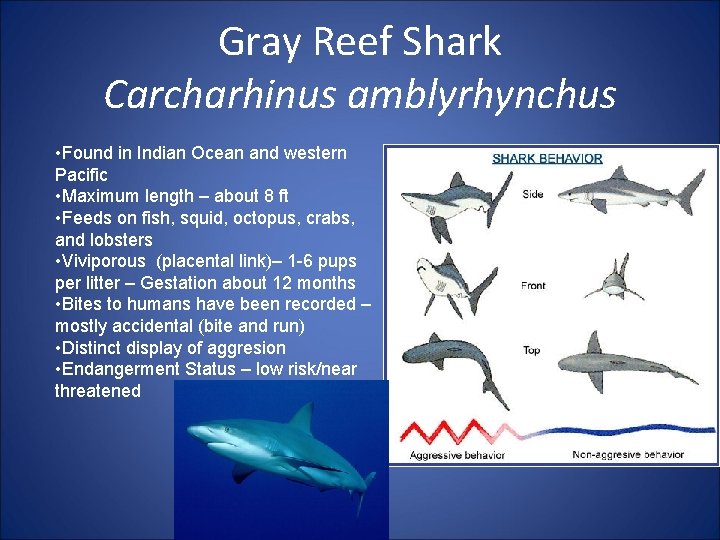 Gray Reef Shark Carcharhinus amblyrhynchus • Found in Indian Ocean and western Pacific •
