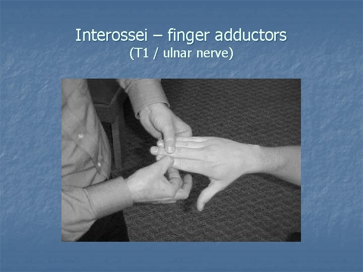 Interossei – finger adductors (T 1 / ulnar nerve) 