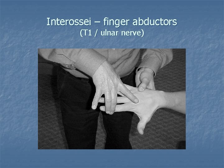 Interossei – finger abductors (T 1 / ulnar nerve) 