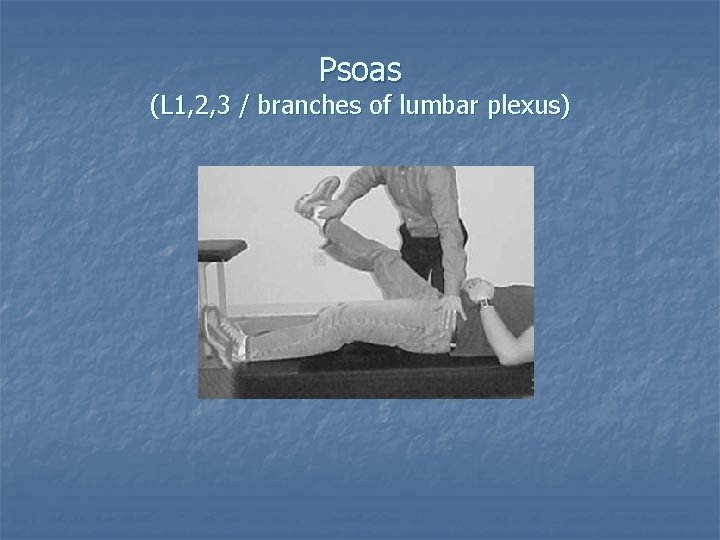 Psoas (L 1, 2, 3 / branches of lumbar plexus) 