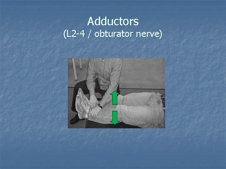 Adductors (L 2 -4 / obturator nerve) Adductors (L 2 -4 / obturator nerve)