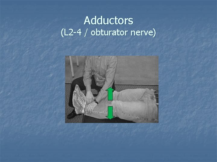 Adductors (L 2 -4 / obturator nerve) 