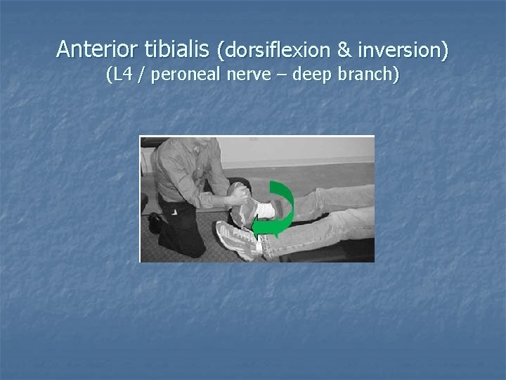 Anterior tibialis (dorsiflexion & inversion) (L 4 / peroneal nerve – deep branch) 
