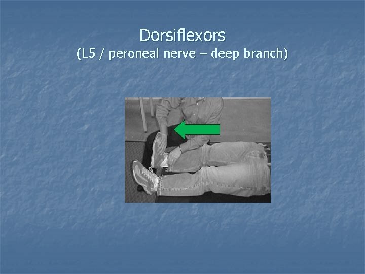 Dorsiflexors (L 5 / peroneal nerve – deep branch) 