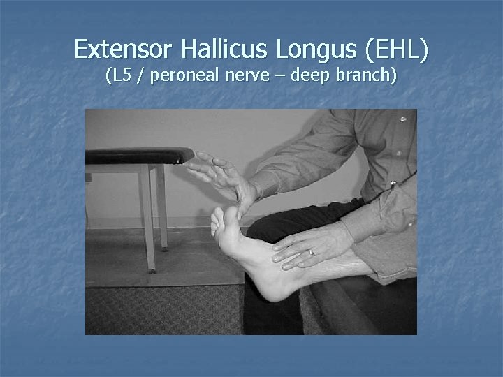 Extensor Hallicus Longus (EHL) (L 5 / peroneal nerve – deep branch) 