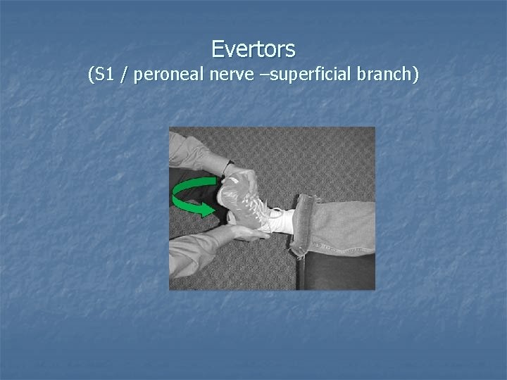 Evertors (S 1 / peroneal nerve –superficial branch) 
