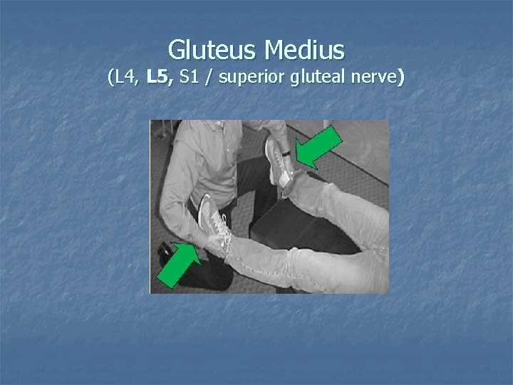 Gluteus Medius (L 4, L 5, S 1 / superior gluteal nerve) 