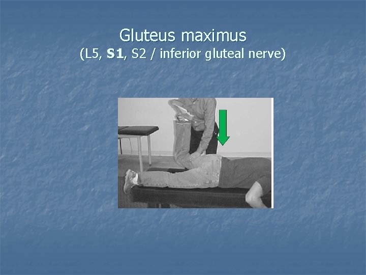 Gluteus maximus (L 5, S 1, S 2 / inferior gluteal nerve) Gluteus maximus (L 5, S 1, S 2 / inferior gluteal nerve)