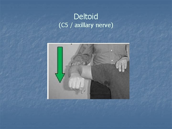 Deltoid (C 5 / axillary nerve) 