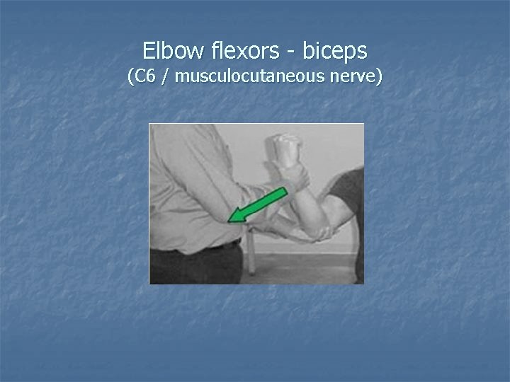 Elbow flexors - biceps (C 6 / musculocutaneous nerve) 