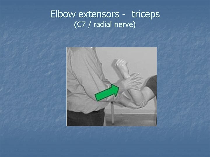 Elbow extensors - triceps (C 7 / radial nerve) 