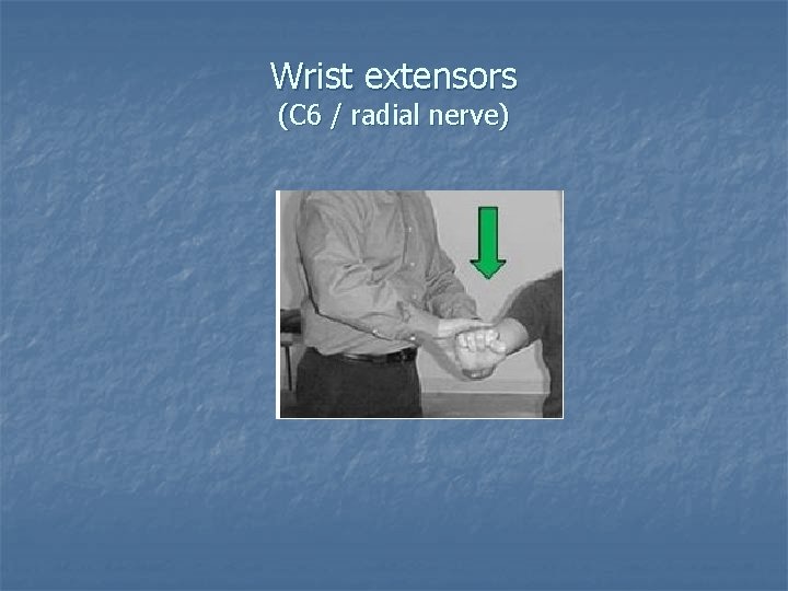 Wrist extensors (C 6 / radial nerve) 
