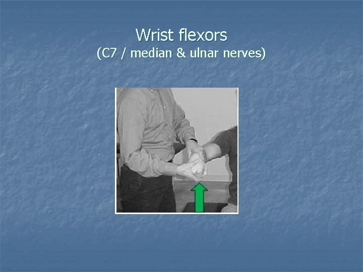Wrist flexors (C 7 / median & ulnar nerves) 