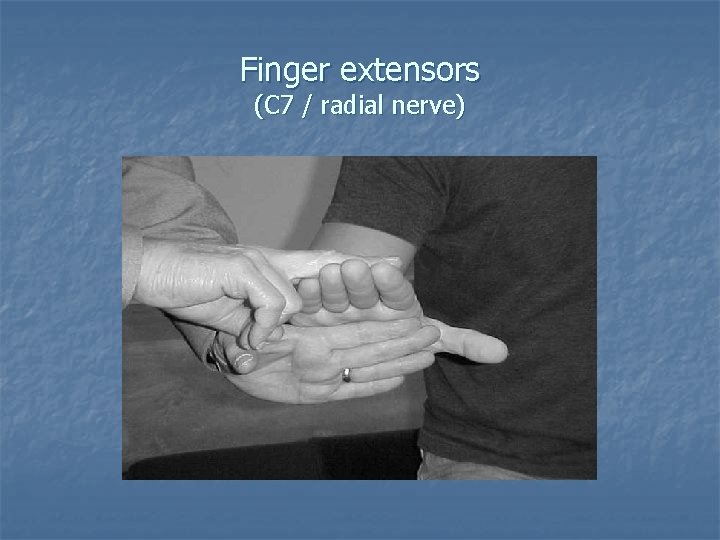 Finger extensors (C 7 / radial nerve) 