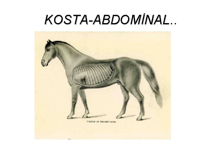 KOSTA-ABDOMİNAL. . KOSTA-ABDOMİNAL 