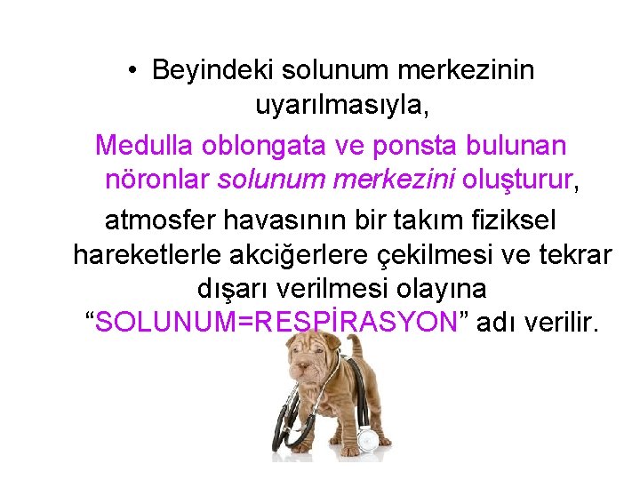  • Beyindeki solunum merkezinin uyarılmasıyla, Medulla oblongata ve ponsta bulunan nöronlar solunum merkezini