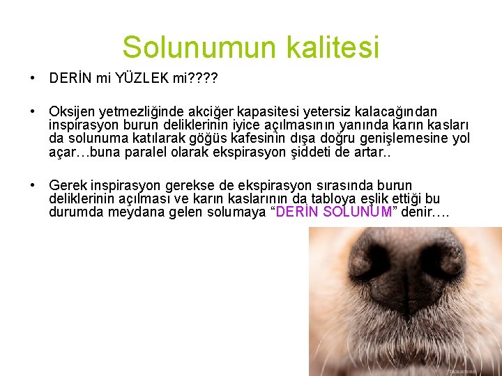 Solunumun kalitesi • DERİN mi YÜZLEK mi? ? • Oksijen yetmezliğinde akciğer kapasitesi yetersiz