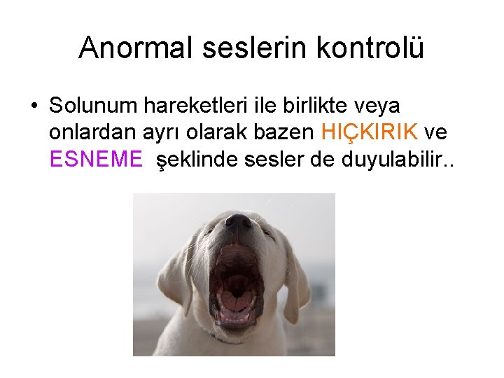 Anormal seslerin kontrolü • Solunum hareketleri ile birlikte veya onlardan ayrı olarak bazen HIÇKIRIK