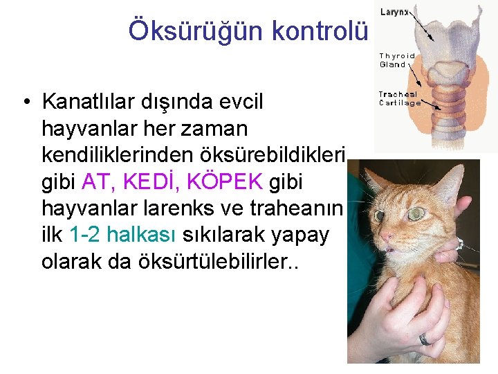 Öksürüğün kontrolü • Kanatlılar dışında evcil hayvanlar her zaman kendiliklerinden öksürebildikleri gibi AT, KEDİ,