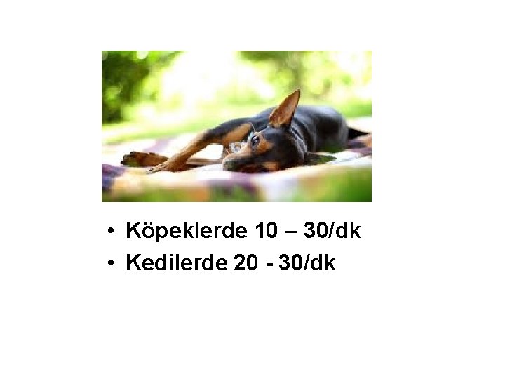  • Köpeklerde 10 – 30/dk • Kedilerde 20 - 30/dk 