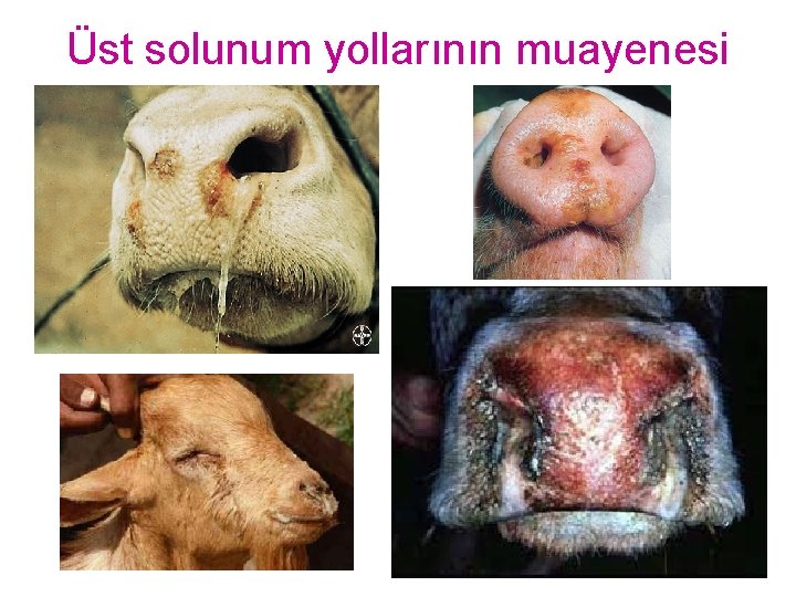 Üst solunum yollarının muayenesi 