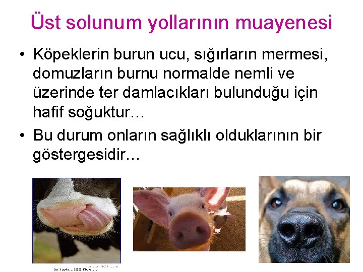 Üst solunum yollarının muayenesi • Köpeklerin burun ucu, sığırların mermesi, domuzların burnu normalde nemli