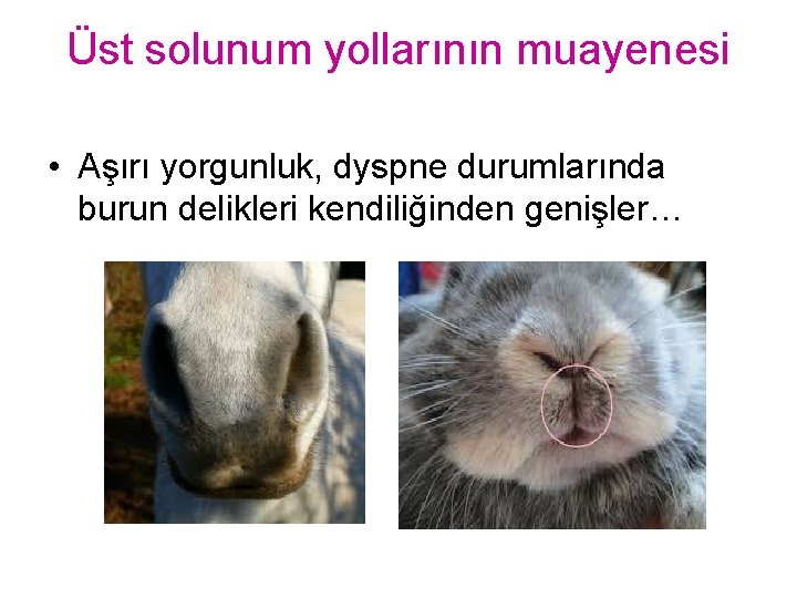 Üst solunum yollarının muayenesi • Aşırı yorgunluk, dyspne durumlarında burun delikleri kendiliğinden genişler… 