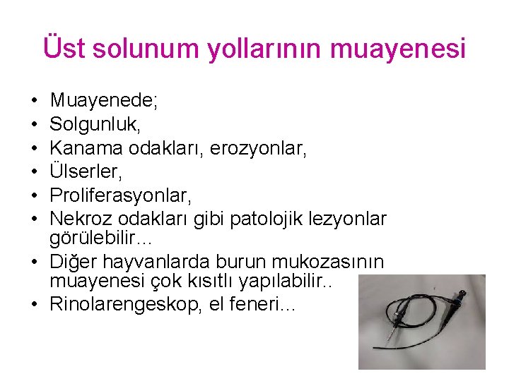 Üst solunum yollarının muayenesi • • • Muayenede; Solgunluk, Kanama odakları, erozyonlar, Ülserler, Proliferasyonlar,