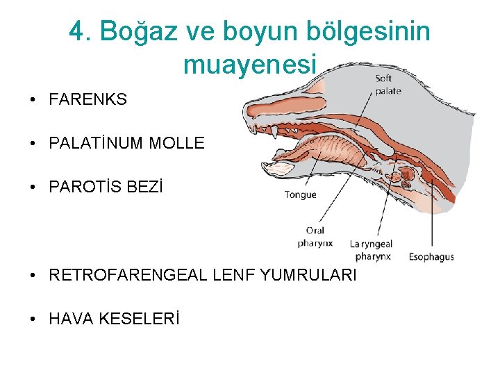 4. Boğaz ve boyun bölgesinin muayenesi • FARENKS • PALATİNUM MOLLE • PAROTİS BEZİ