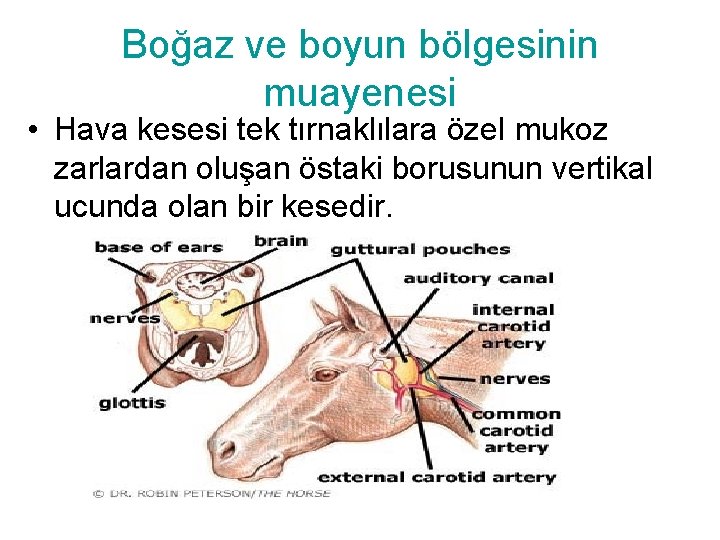 Boğaz ve boyun bölgesinin muayenesi • Hava kesesi tek tırnaklılara özel mukoz zarlardan oluşan