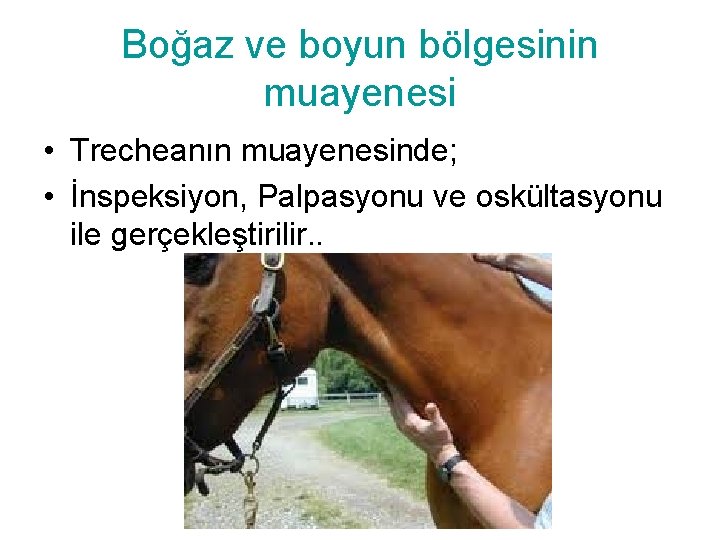 Boğaz ve boyun bölgesinin muayenesi • Trecheanın muayenesinde; • İnspeksiyon, Palpasyonu ve oskültasyonu ile