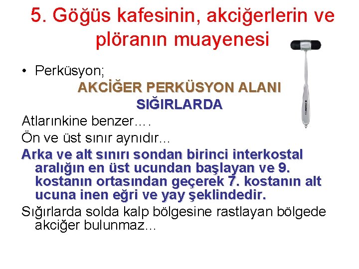 5. Göğüs kafesinin, akciğerlerin ve plöranın muayenesi • Perküsyon; AKCİĞER PERKÜSYON ALANI SIĞIRLARDA Atlarınkine