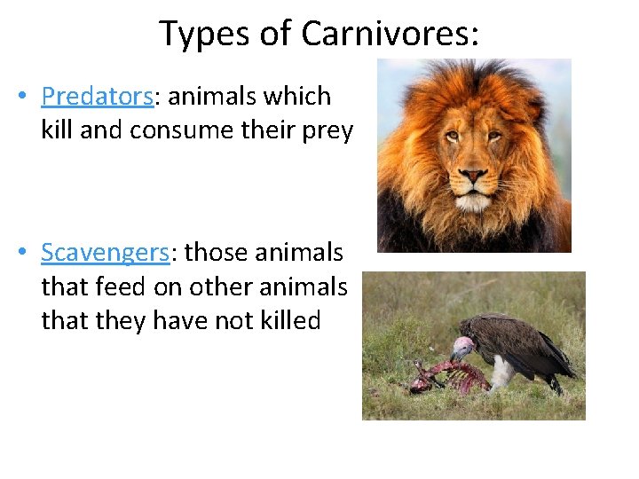 Types of Carnivores: • Predators: animals which kill and consume their prey • Scavengers: