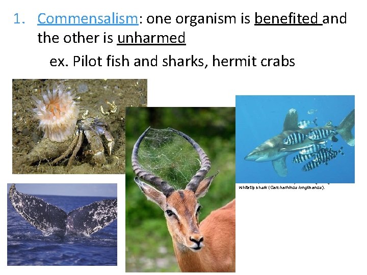 1. Commensalism: one organism is benefited and the other is unharmed ex. Pilot fish