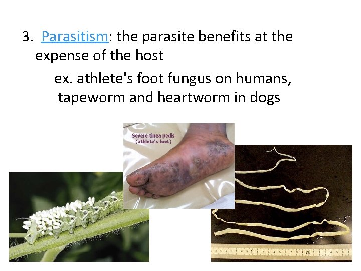 3. Parasitism: the parasite benefits at the expense of the host ex. athlete's foot
